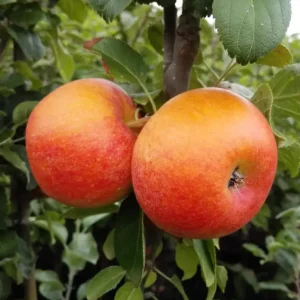 Apfel "Alkmene" Busch, im 10L-Container Echt