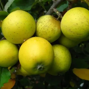 Apfel "Ananasrenette" Spindelbusch, im 5L-Container Preis Gesenkt