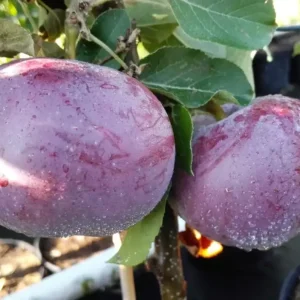 Direkt Vom Hersteller Apfel "Blauer Kölner" Busch, im 7,5L-Container