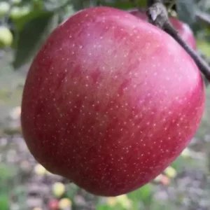 Sonderaktion Apfel "Braeburn" Busch, im 10L-Container