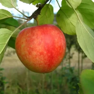 Apfel "Cox Orange" Spindelbusch, im 5L-Container Rabatt