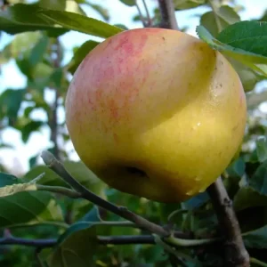 Apfel "Dülmener + Schöner aus Nordhausen" 2 Sorten auf einem Stamm, im 10L-Container Saisonangebot