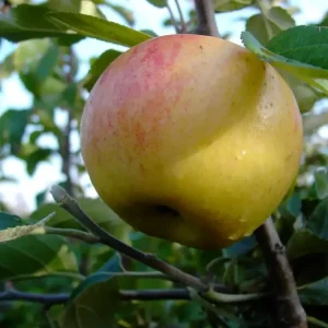 Apfel "Dülmener Rosenapfel" Busch, im 10L-Container Bestseller