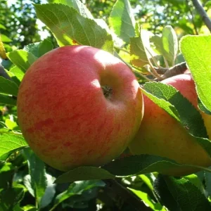 Apfel "Elstar" Halbstamm, im 10L-Conatiner Jetzt Kaufen