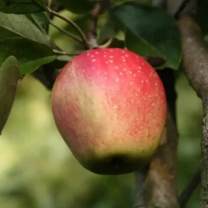 Apfel "Finkenwerder Herbstprinz" Spindelbusch, im 5L-Container Mega-Angebot
