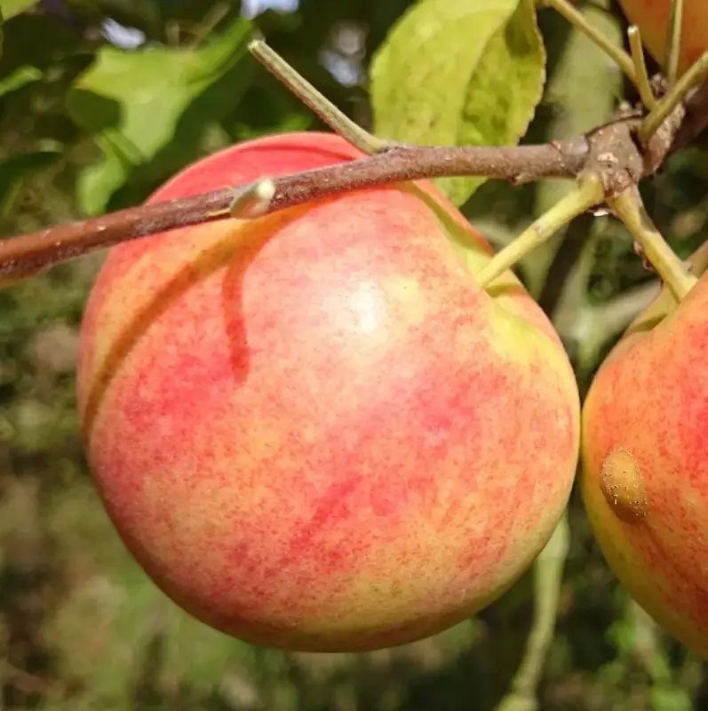 Top-Angebot Apfel "Geheimrat Oldenburg" Spindelbusch, im 5L-Container