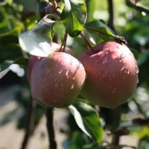 Apfel "Gloster" Busch, im 10L-Container Top-Seller