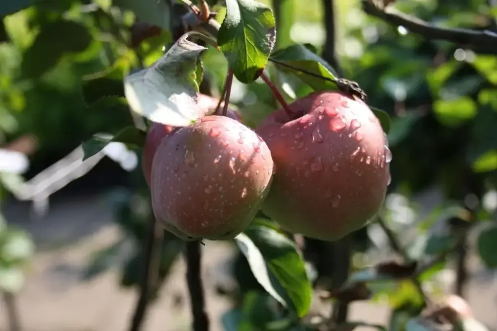 Apfel "Gloster" Busch, im 10L-Container Top-Seller