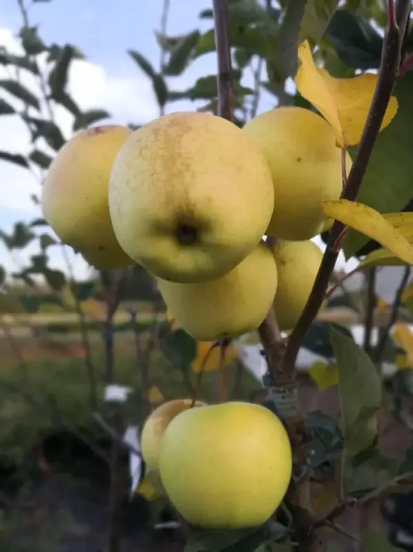 Garantierte Lieferung Apfel "Golden Delicious" Busch, im 10L-Container
