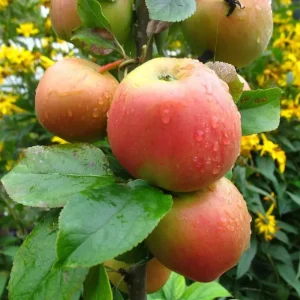 Apfel "Goldparmäne" Busch, im 10L-Container Online Kaufen