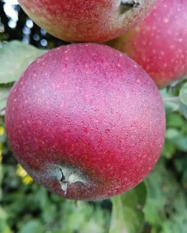 Apfel "Ingrid Marie" Halbstamm, im 10L-Container Sonderangebot