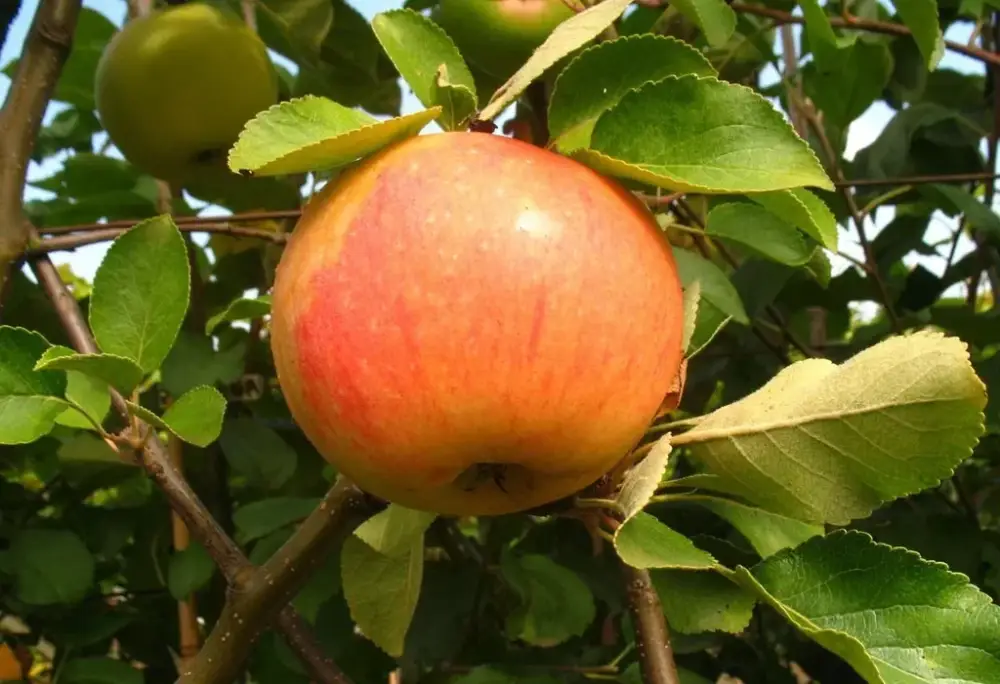 Sale Apfel "James Grieve" Busch im 10L-Container