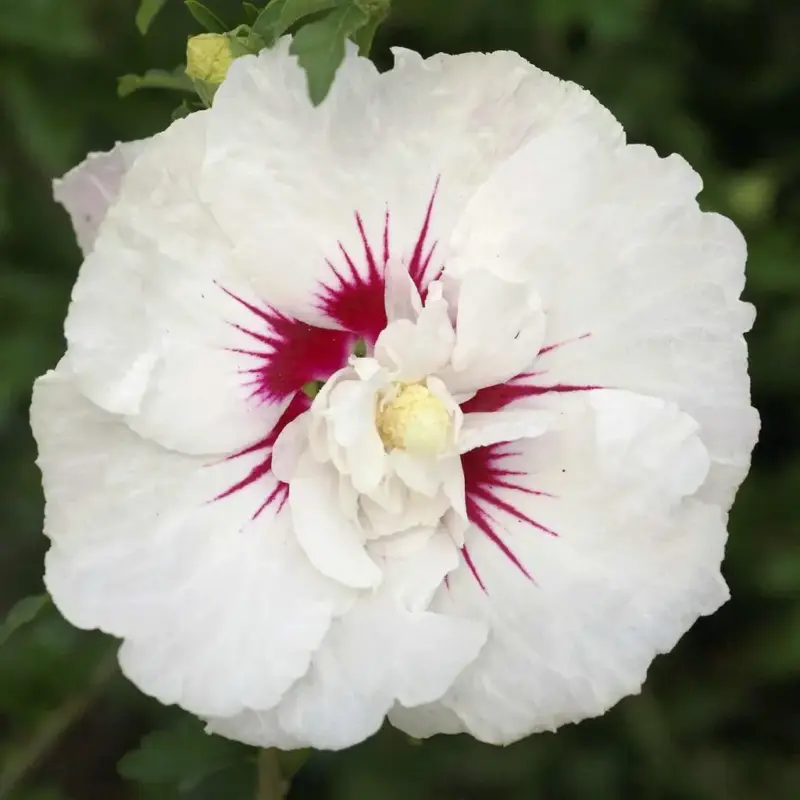 Begrenztes Angebot Garteneibisch French Point - Hibiscus syriacus - 12 L Topf 80-100 cm