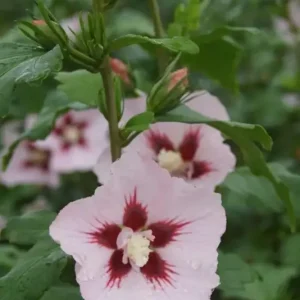 Garteneibisch Hamabo - Hibiscus syriacus - 7.5 L Topf 70-80 cm Knallerangebot