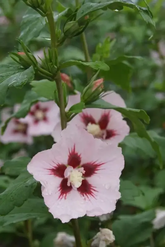 Garteneibisch Hamabo - Hibiscus syriacus - 7.5 L Topf 70-80 cm Knallerangebot