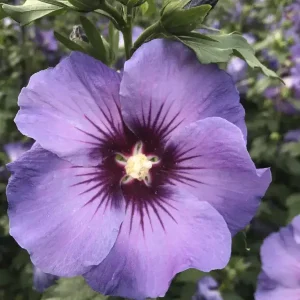 Sonderaktion Garteneibisch Marina - Hibiscus syriacus - 12 L Topf 80-100 cm