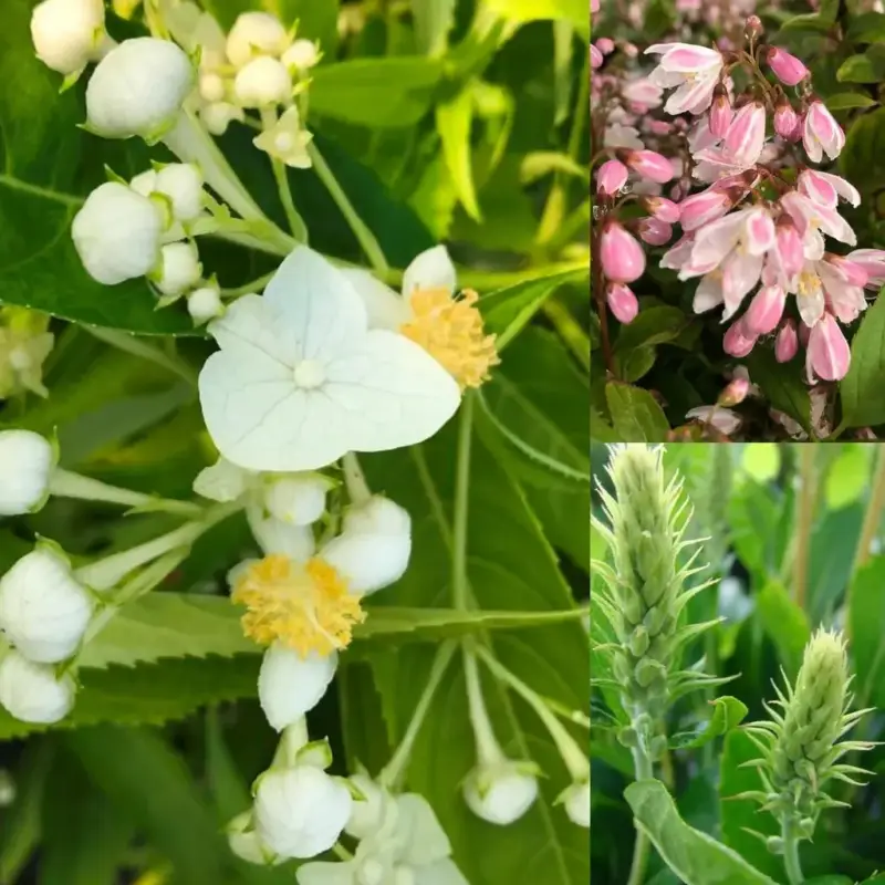 Nur Heute Insektennährgehölz, 4,6L Topf, 3 Stück im Set, 1 x Schüsselhortensie, 1 x Silberkerzenstrauch "Hummingbird", 1 x Sternchenstrauch "Strawberry Fields"