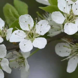SchleheSchwarzdorn Prunus spinosa - 7.5 L Topf 60-80 cm Preisreduziert