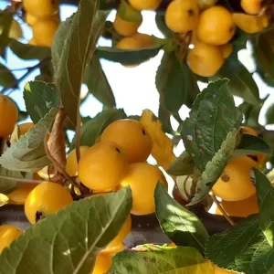 Kracherpreis Zierapfel Golden Hornet Malus - Solitär mit Ballen 150-200 cm
