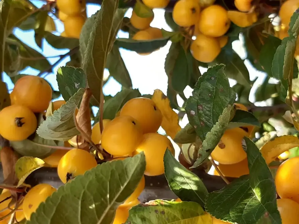 Kracherpreis Zierapfel Golden Hornet Malus - Solitär mit Ballen 150-200 cm
