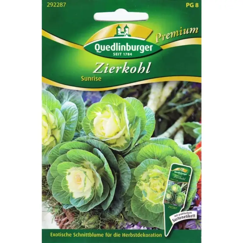 Super-Preis Zierkohl Sunrise kaufen, winterhart & pflegeleicht